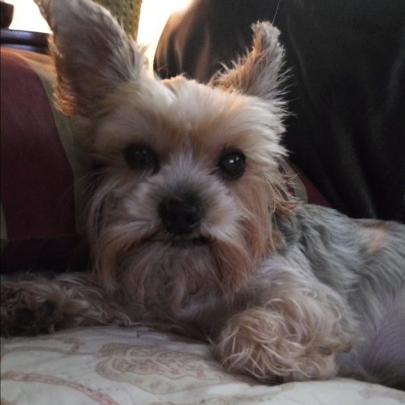 Meet your Posher, Claudia - Picture 2 of 5